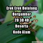 Erek Erek Belalang Bergambar 2D 3D 4D Beserta Kode Alam