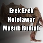 Erek Erek Kelelawar 2D 3D 4D Masuk Rumah Malam Hari