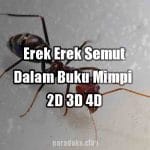 Erek Erek Semut 2D 3D 4D Dalam Buku Mimpi