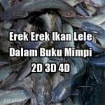 Erek Erek Ikan Lele Dalam Buku Mimpi 2D 3D 4D