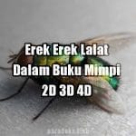 Erek Erek Lalat Dalam Buku Mimpi 2D 3D 4D