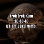 Erek Erek Kutu 2D 3D 4D Dalam Buku Mimpi